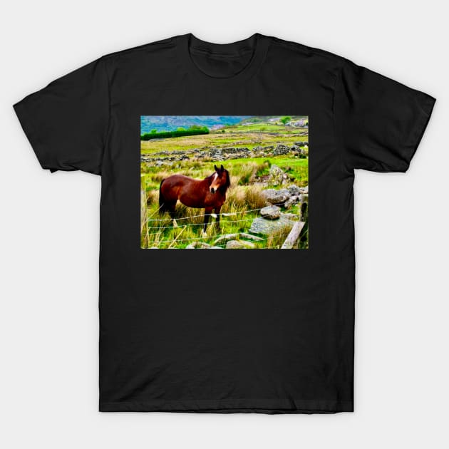 A horse stands in a field in the Welsh mountains T-Shirt by Mickangelhere1